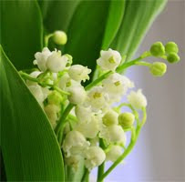 Perfumes by Note: Lily of the Valley – Your Perfume Guide